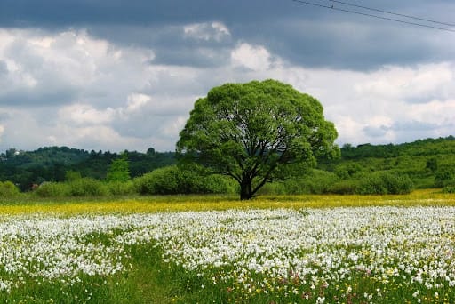 Поле білих нарцисів у Карпатському заповіднику